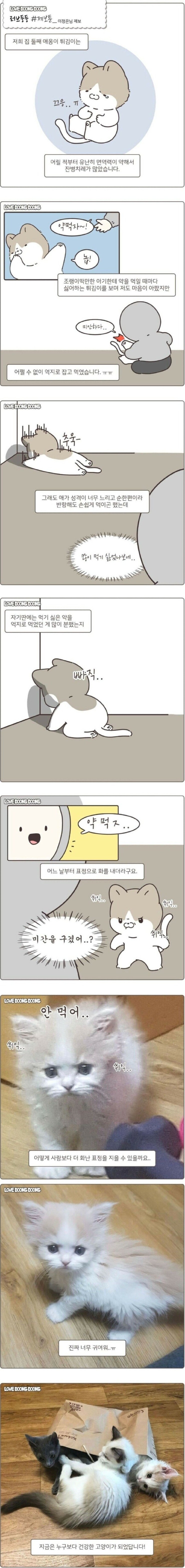  화난표정 고양이 만화
