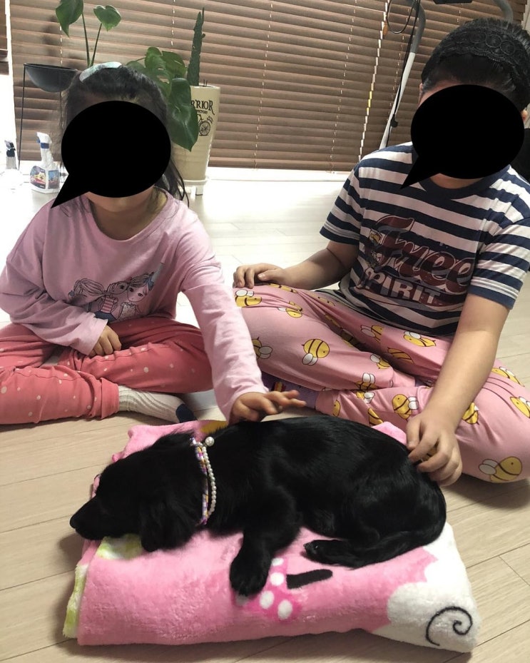 입양후기. 까미야 축하해. 딸부잣집 막내딸로 사랑 받으며 살아가렴. 입양후기. 까미야 축하해. 딸부잣집 막내딸로 사랑 받으며 살아가렴.