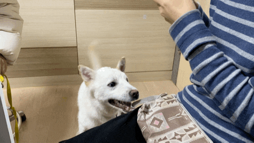 강아지 안구 질환 : 각막 상처로 인한 궤양, 그래서 방문한 제주대 동물병원