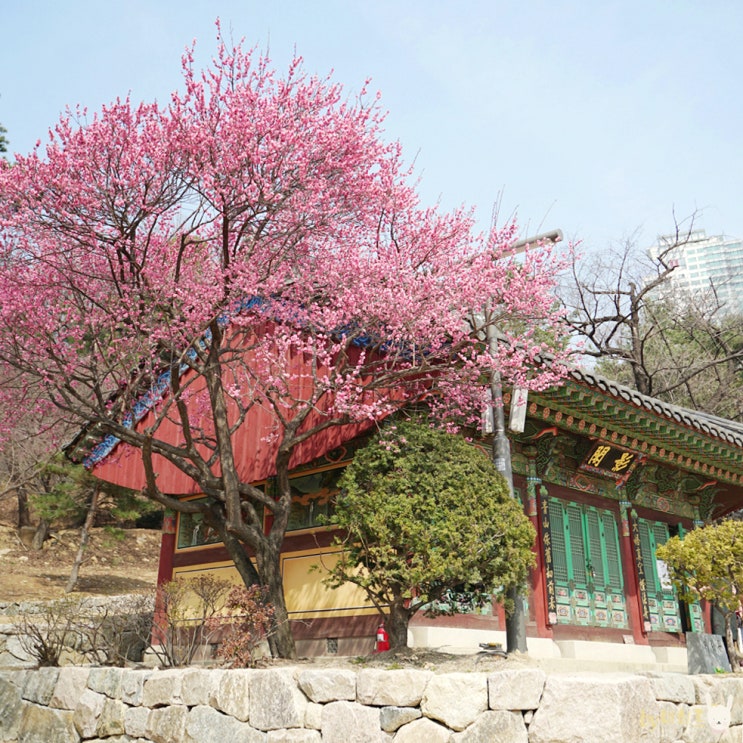  봉은사 홍매화 개화 서울 꽃구경