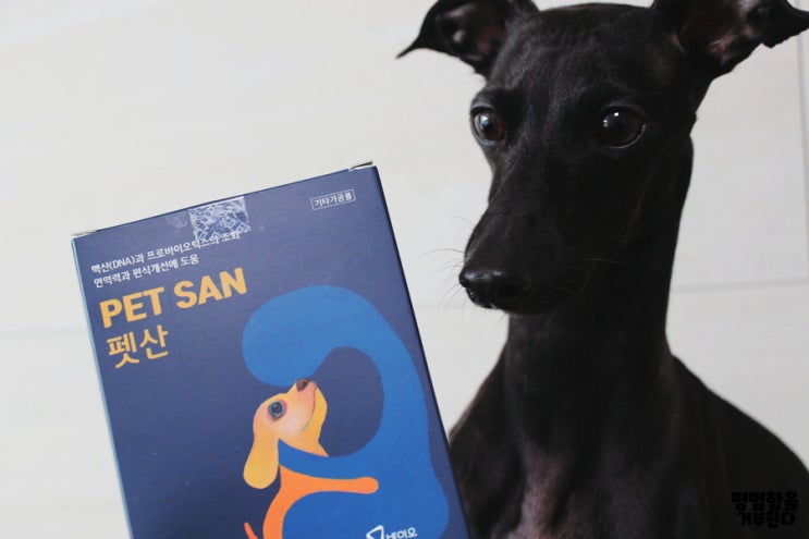  강아지유산균 추천 기호성좋은 펫산!