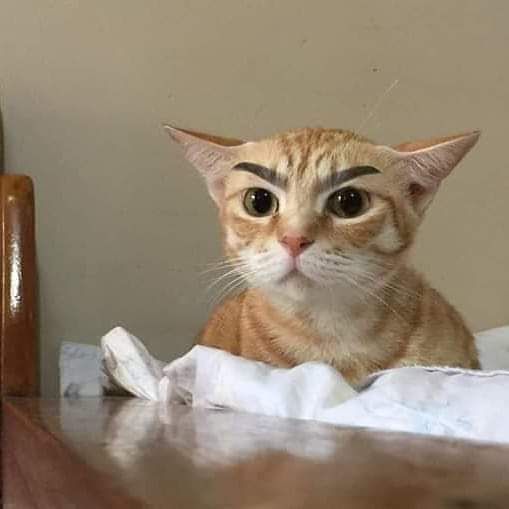 프사 하기 좋은 웃긴 고양이 짤 프사 하기 좋은 웃긴 고양이 짤
