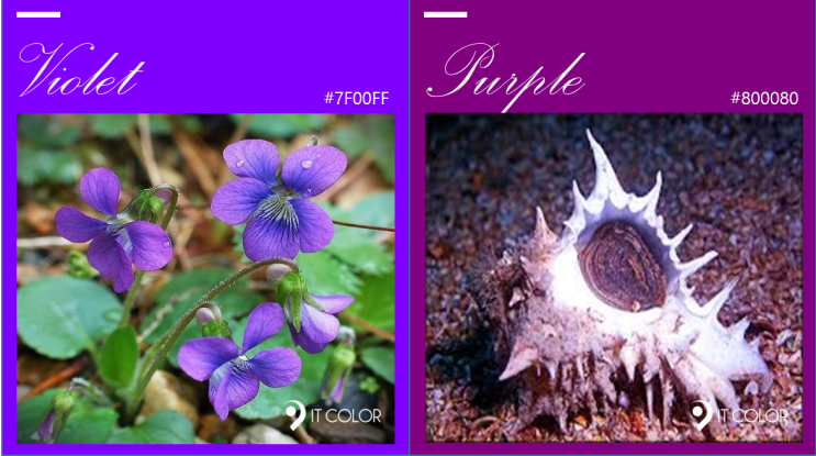 보라색, 바이올렛 Violet  vs  자주색, 퍼플 purple 차이점