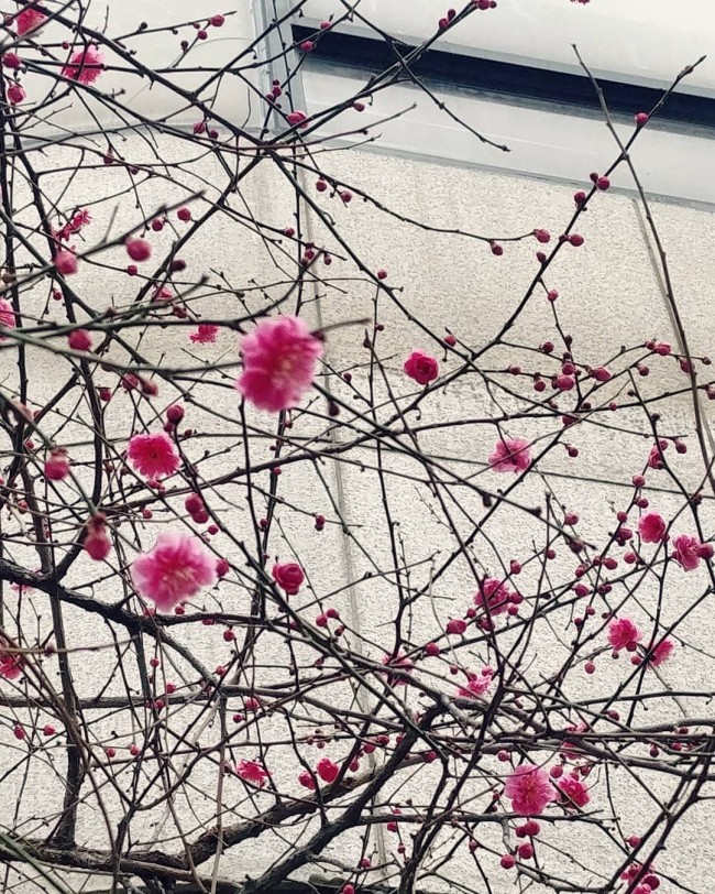  올해 첫 봄꽃.
