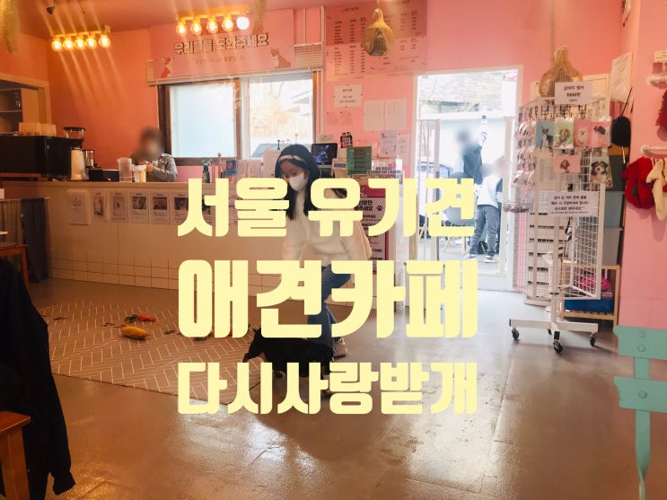  서울 중랑구 유기견 애견 카페 다시사랑받개!