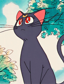 세일러문 등장인물 짤, 고양이 루나 : 네이버 블로그