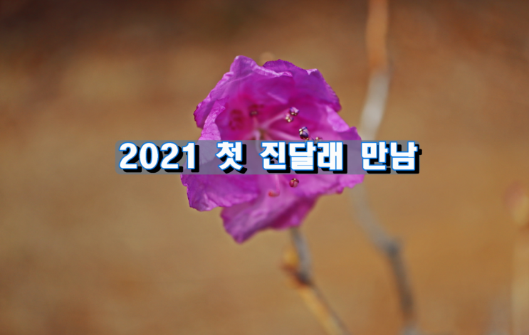 2021 첫 진달래 만남 2021 첫 진달래 만남