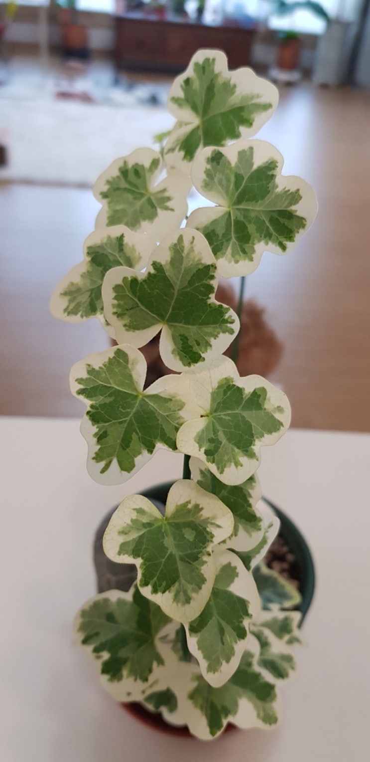  무뉘 아이비