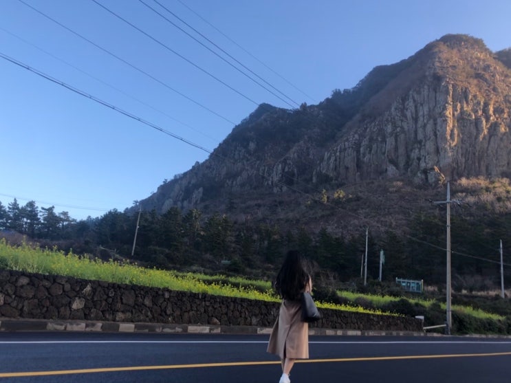  제주도 산방산 유채꽃 정 말 많 다