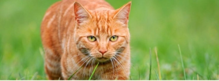 고양이 사냥활동에 대한 몇가지 사실들
