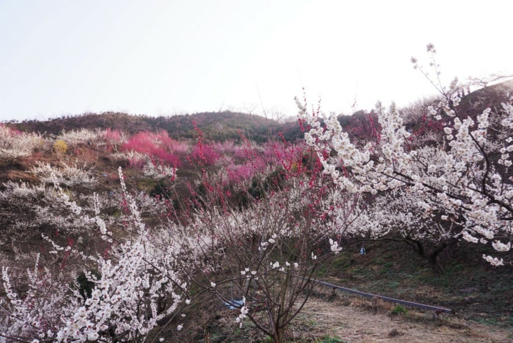 봄, 그 이름만으로도 봄, 그 이름만으로도
