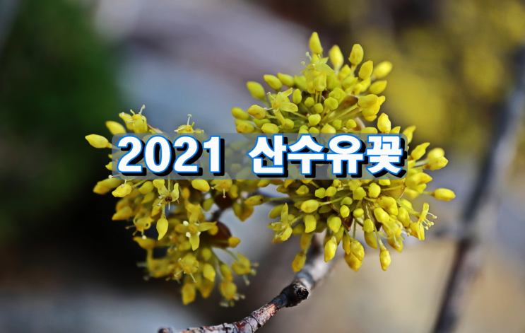 2021 산수유꽃