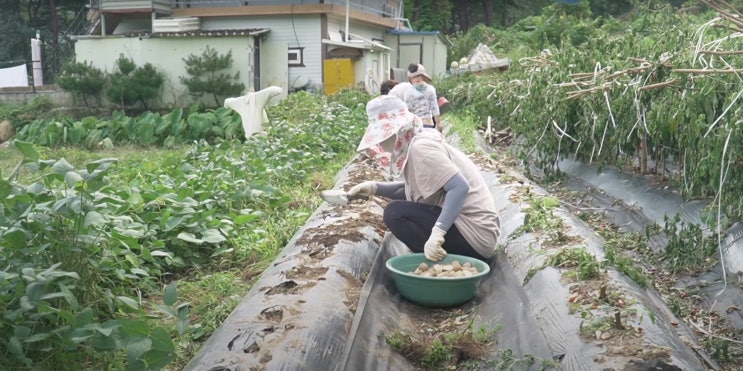  지리산 시골 / 감자 심기 / 시골 브이로그