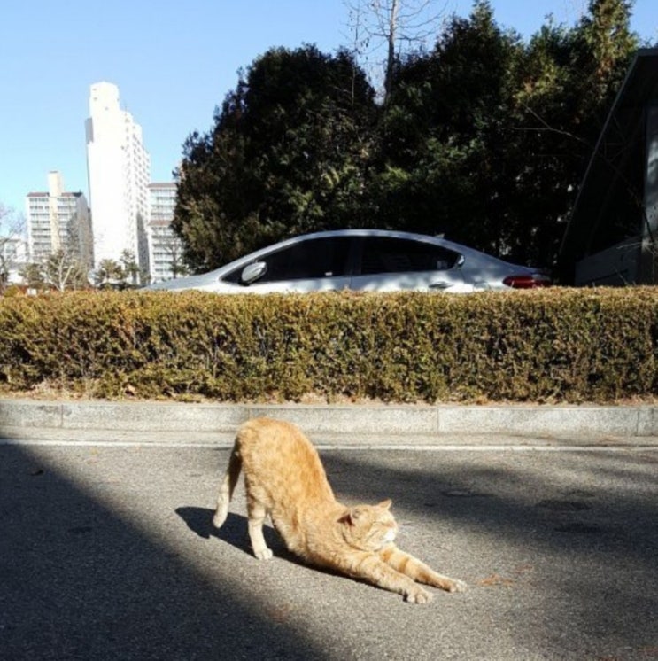  호랑이 기운이 느껴진다, 치즈태비 고양이의 성격과 특징