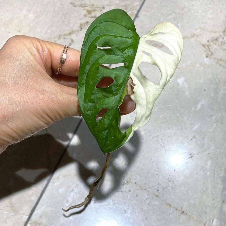  <나눔이벤트> 무늬 아단소니 삽수 - 순화완료