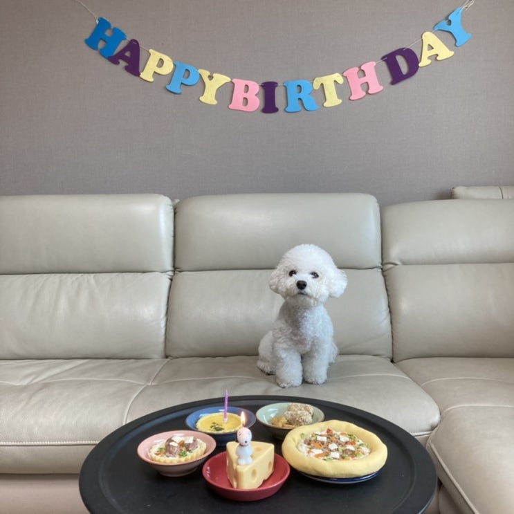 비숑프리제 연두 입양1년:: 강아지 생일 파티