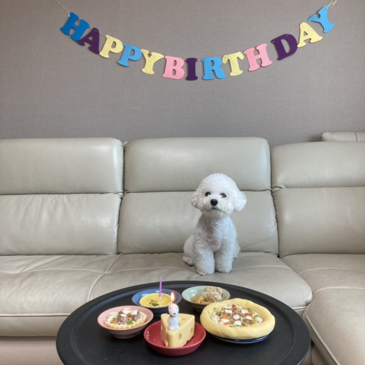  비숑프리제 연두 입양1년:: 강아지 생일 파티