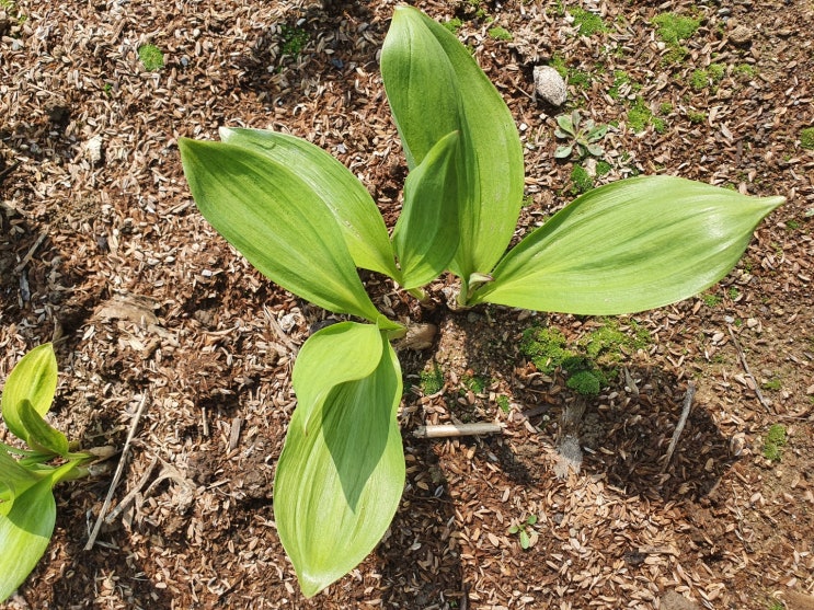  명이나물(산마늘) 성장기