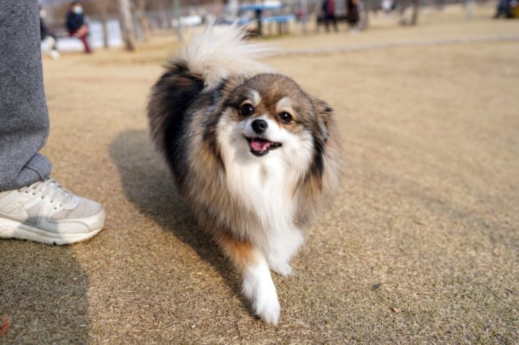  기흥호수공원 반려견 놀이터 :: 파티포메 마리와 함께 다녀왔어요