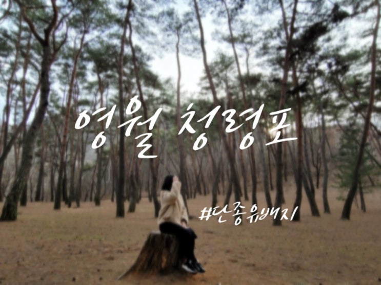  영월 가볼만한곳 청령포 : 조용한, 깨끗한, 예쁜 단종 유배지 영월 청령포