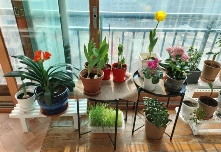 홈가드닝,군자란, 튤립;베란다 화초 키우기,봄이야기 홈가드닝,군자란, 튤립;베란다 화초 키우기,봄이야기