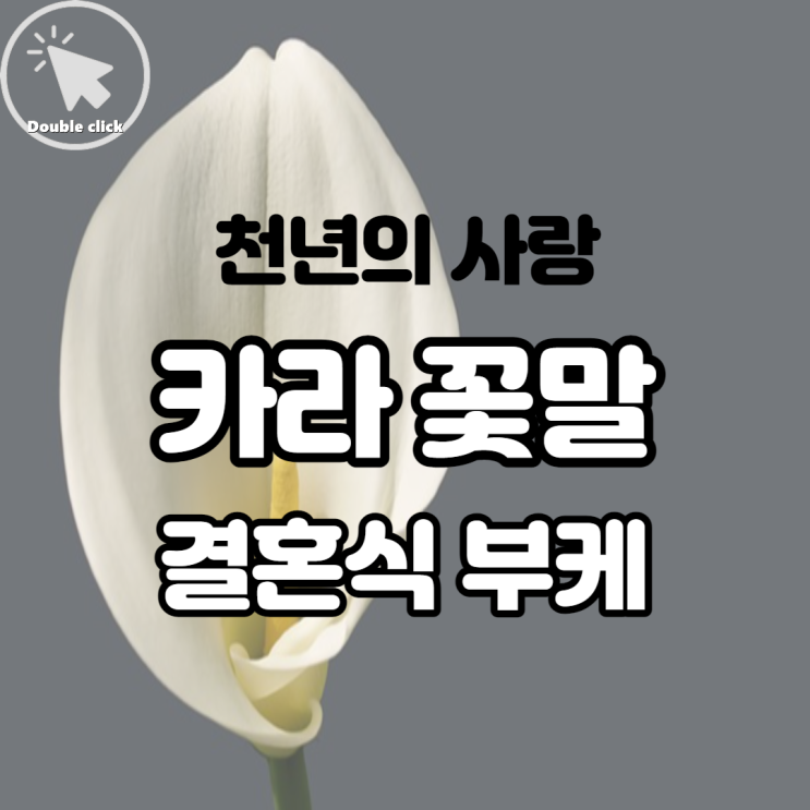 천년의 사랑 칼라 카라 꽃말 결혼식 신부 부케용으로 많이 선택하시죠?