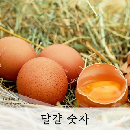  달걀 숫자 계란에 적힌 숫자