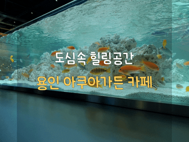 용인 기흥 입장료 없는 아쿠아리움, 아쿠아가든 카페 리빙파워센터 용인 기흥 입장료 없는 아쿠아리움, 아쿠아가든 카페 리빙파워센터
