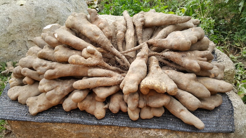 마 종류와 산마(마) 재배 심는 시기와 방법 : 네이버 블로그
