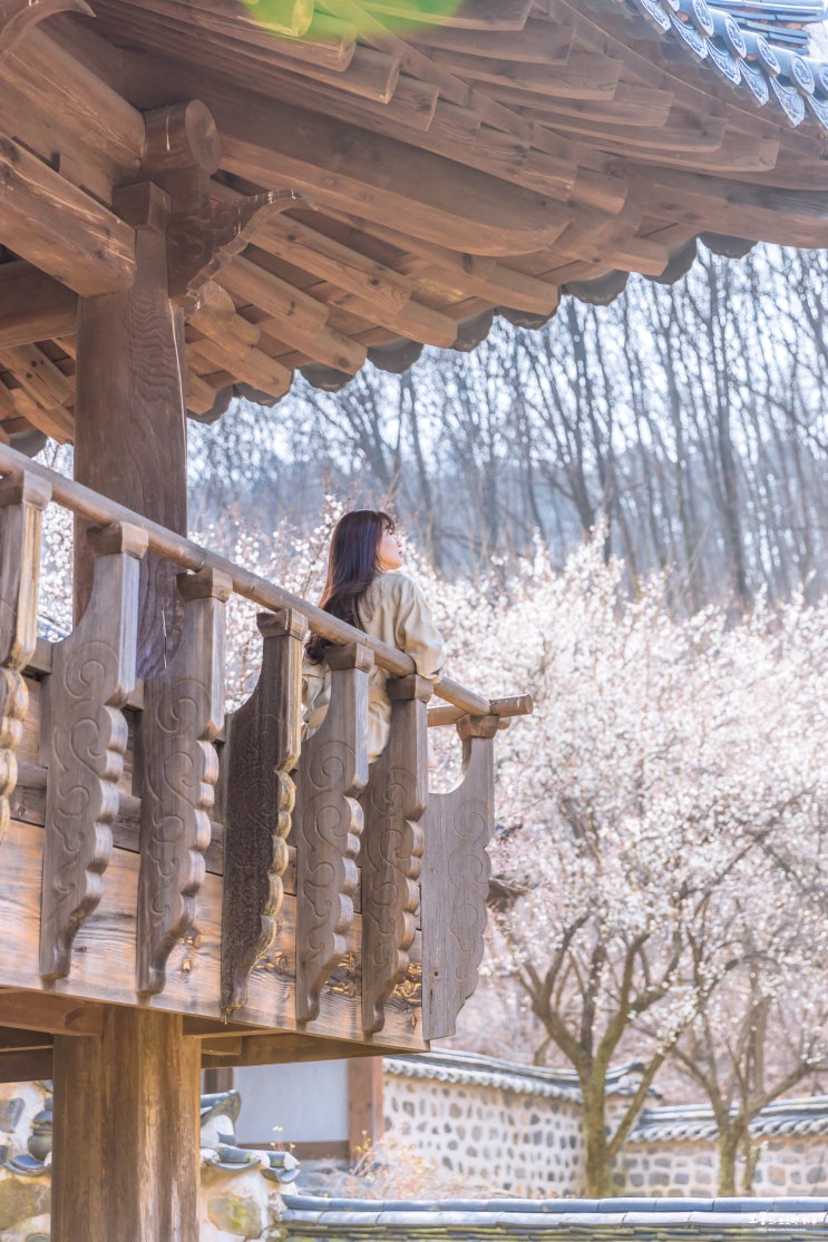  대전 매화 산수유 산책로 따라 우암사적공원, 남간정사