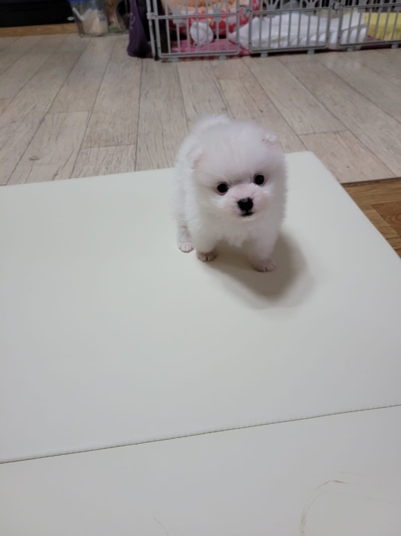 도그마루 분양 후기 : 네이버 블로그 도그마루 분양 후기 : 네이버 블로그