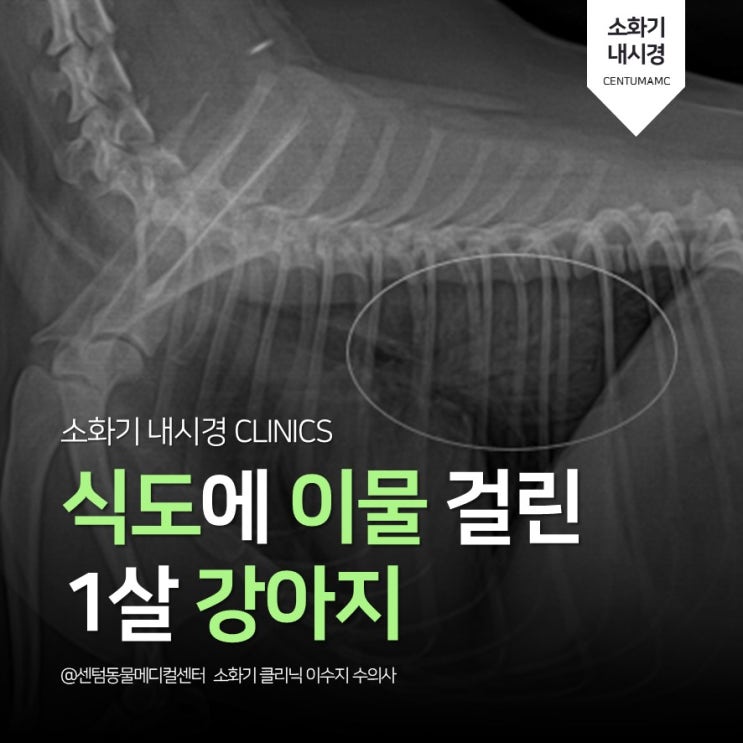  [부산 강아지 내시경 전문] 식도에 이물 걸린 1살 강아지 (뼈간식 제거, 24시간 입원 모니터링 동물병원 센텀동물메디컬센터)