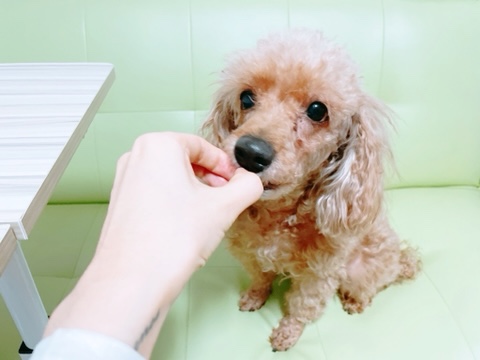  강아지 참외 급여 가능 여부, 급여량, 주의사항 (ft. 플라워)