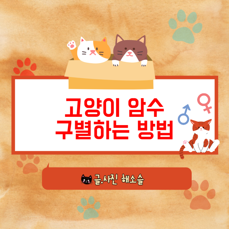  고양이 암수구별하는 방법(feat.수컷 잠복고환)