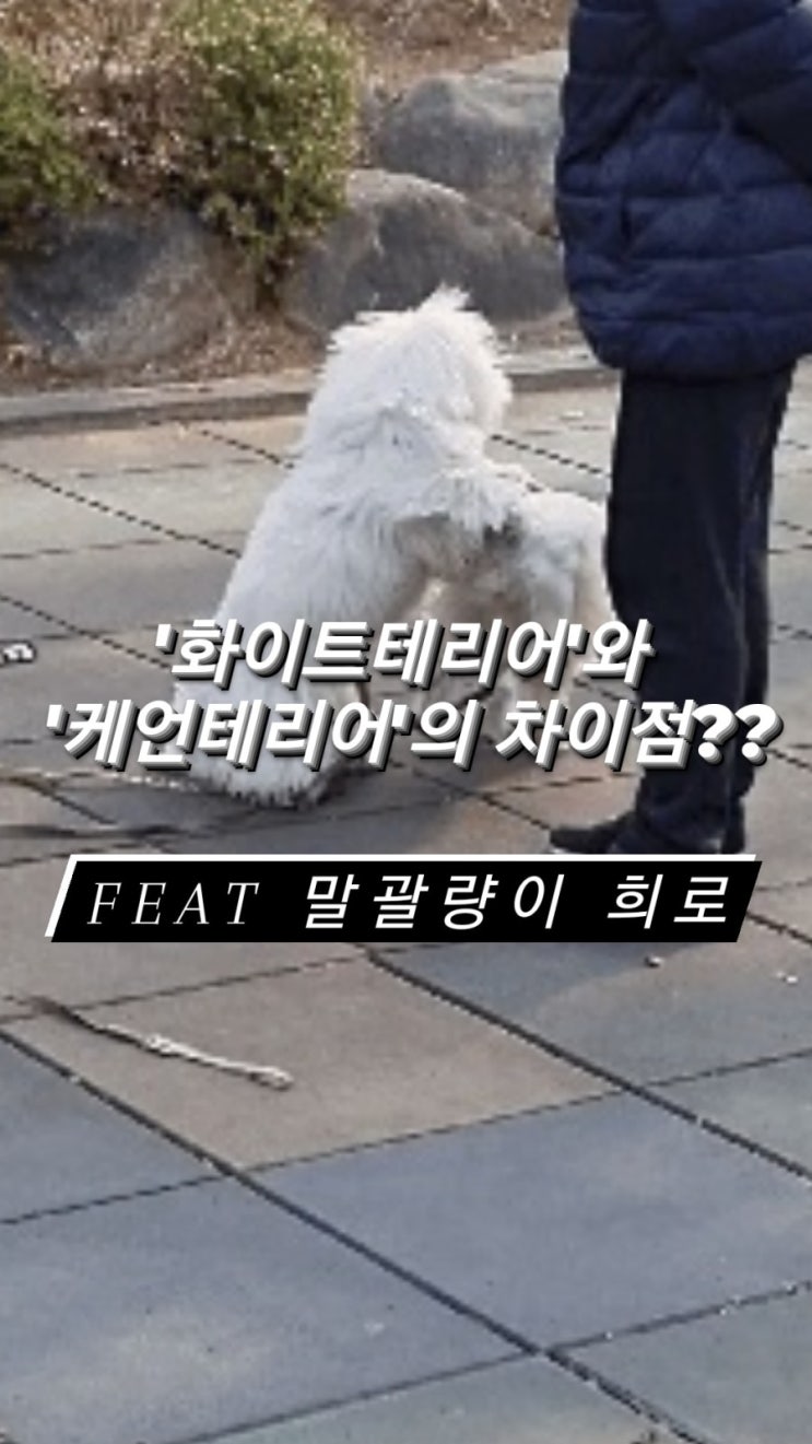  "희로가 '케언테리어' 일수도 있다??"-화이트테리어, 개종류, 강아지추천,웨스티,웨스트하이랜드화이트테리어,강아지슬개골탈구,케언테리어,스코티쉬테리어