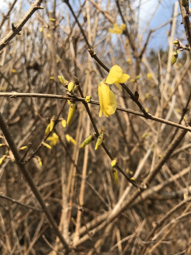 봄의 전령사 개나리 꽃