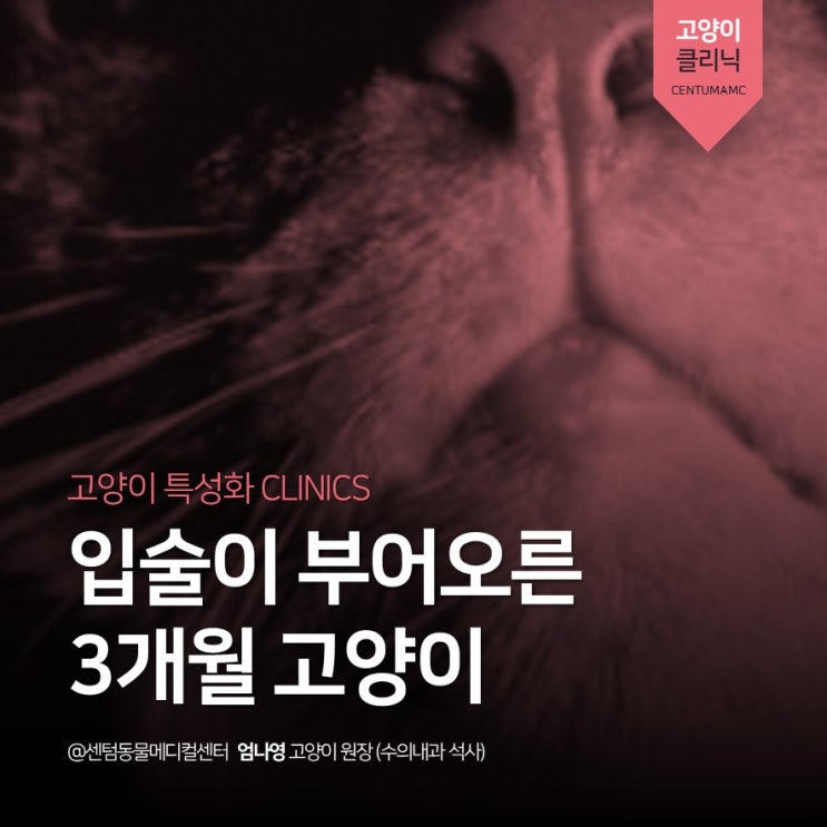 [부산고양이전문병원] 3개월 고양이 &lt;호산구성 육아종&gt; (입술부종, 센텀동물메디컬센터, 고양이친화병원)