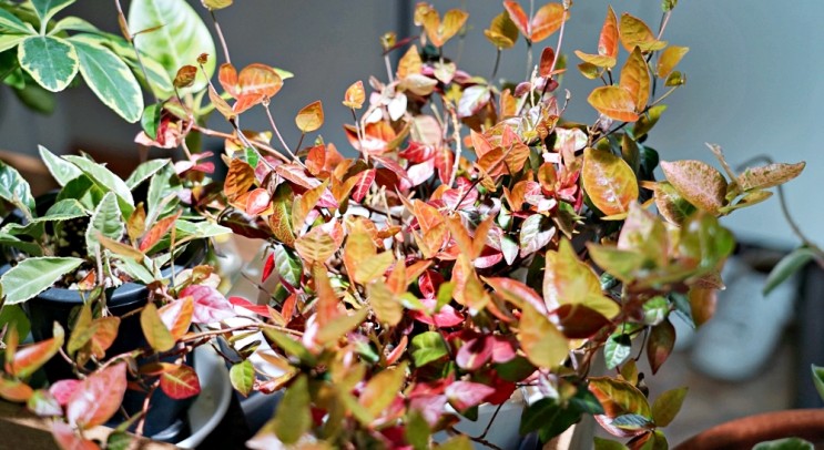 다양한 잎색이 매력적인 오색마삭줄 (초설) 키우기와 물주기