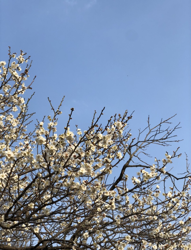  대구 수목원 산책로 | 홍매화, 벚꽃 대구 꽃구경 추천