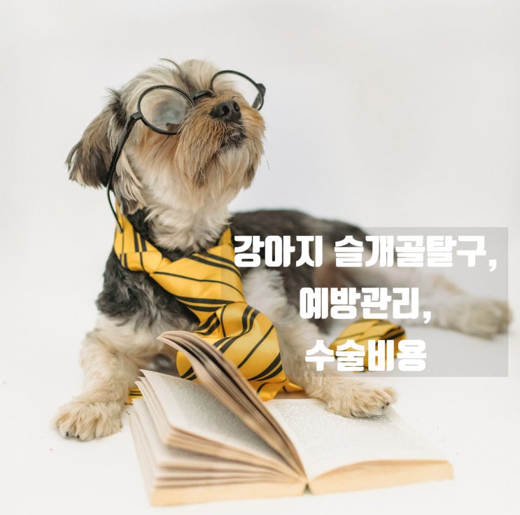  강아지 슬개골탈구 수술 믿고 말길 수 있는 곳