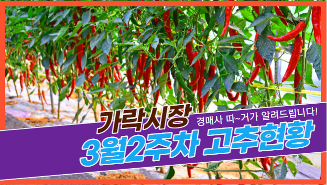  경매사가 알립니다. 가락시장 3월2주차 고추 유통현황
