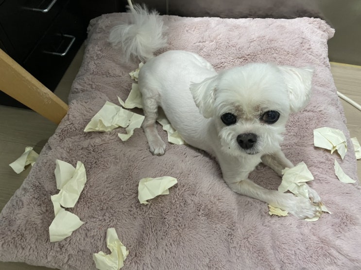  수제간식 먹고 노즈워크 하면서 보낸 강아지들의 평범한 주말