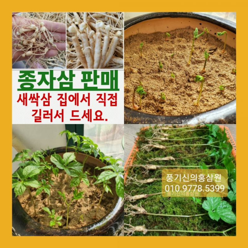 인삼, 새싹삼, 산양삼 재배시 1