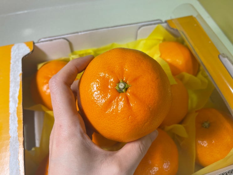  귤림원 특 제주 천혜향 하늘이 내린 향기 오렌지맛귤 2kg