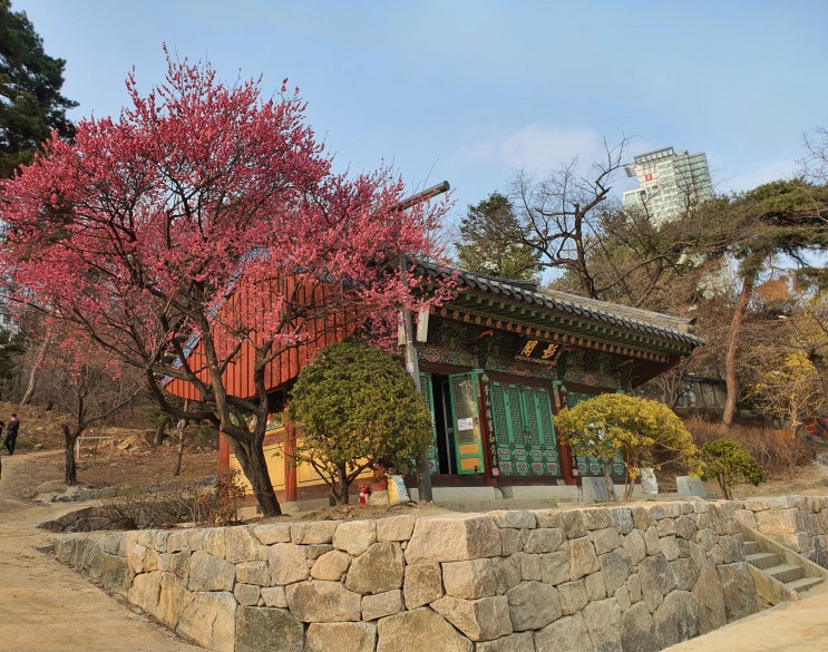 서울 봄나들이 강남 봉은사