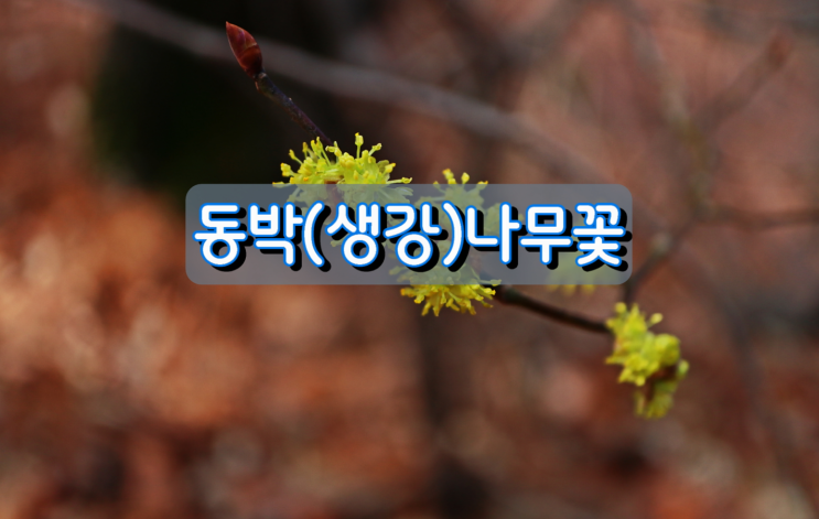 동박(생강)나무꽃 동박(생강)나무꽃
