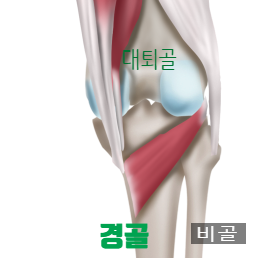 무릎 뒤쪽 통증 - 슬와근(오금근) - 무릎을 구부릴 때 통증 - 햄스트링 파열과 함께