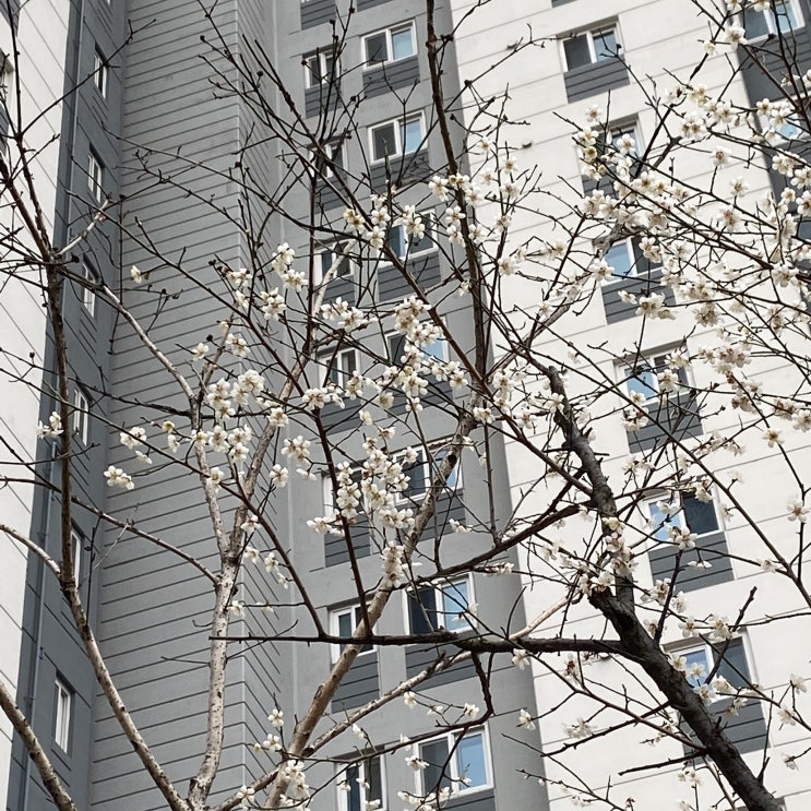 [일상]2021.03.15/캐나다 바람은 와이파이도 멈추게 한다...?