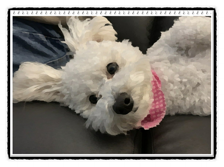  푸숑(Poochon)의 분양가격 및 품종에 대해