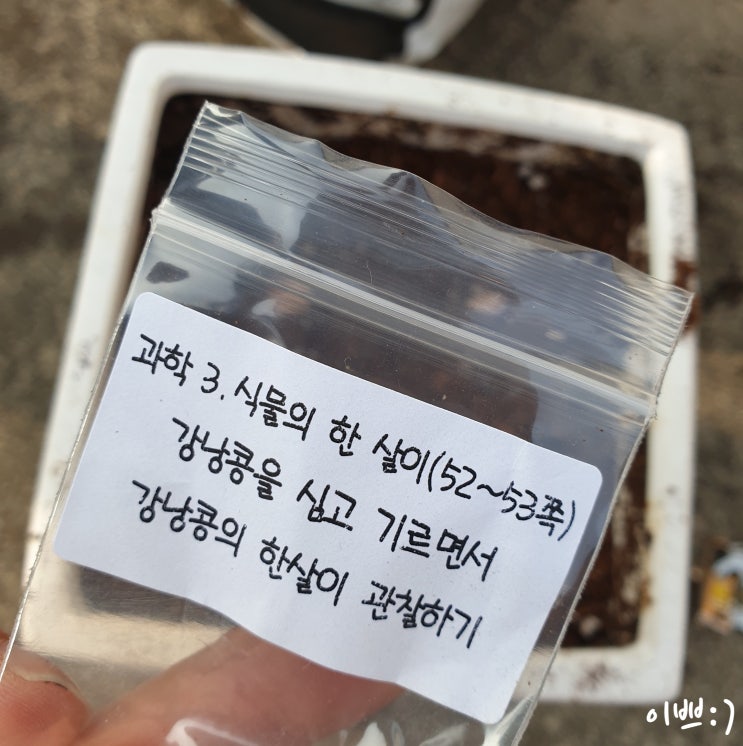 초등생활 과학 강낭콩 심고 관찰하기